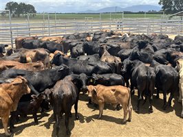 80  Brangus X Brahman Cows & Calves