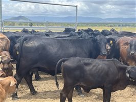 80  Brangus X Brahman Cows & Calves