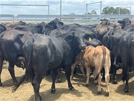 80  Brangus X Brahman Cows & Calves