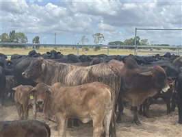 80  Brangus X Brahman Cows & Calves