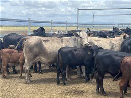 80  Brangus X Brahman Cows & Calves