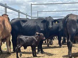 80  Brangus X Brahman Cows & Calves