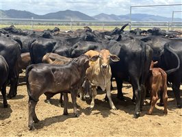 80  Brangus X Brahman Cows & Calves