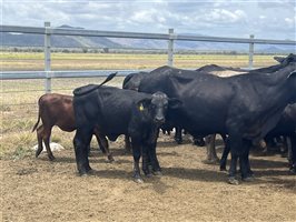 80  Brangus X Brahman Cows & Calves