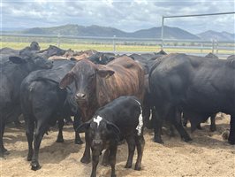 80  Brangus X Brahman Cows & Calves