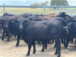 76  Brangus X Brahman Weaners