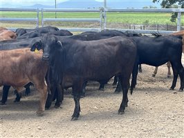 76  Brangus X Brahman Weaners