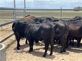 76  Brangus X Brahman Weaners