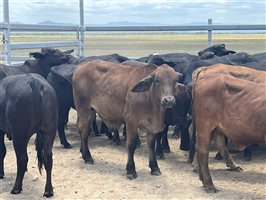 76  Brangus X Brahman Weaners