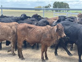 76  Brangus X Brahman Weaners