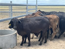 76  Brangus X Brahman Weaners