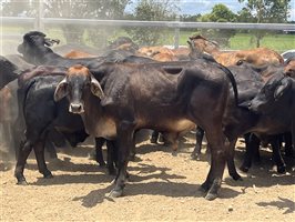 76  Brangus X Brahman Weaners