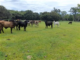 190  Brangus X Brahman Steers