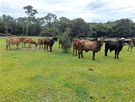 190  Brangus X Brahman Steers