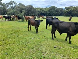 190  Brangus X Brahman Steers