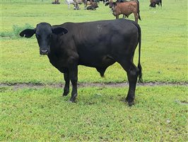 190  Brangus X Brahman Steers