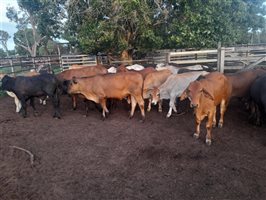 190  Brangus X Brahman Steers