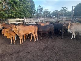 190  Brangus X Brahman Steers