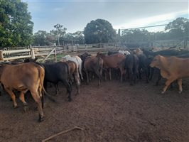 190  Brangus X Brahman Steers