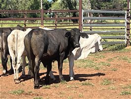 100  Brahman X Brangus Steers