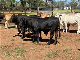 100  Brahman X Brangus Steers