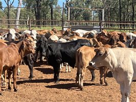 100  Brahman X Brangus Steers