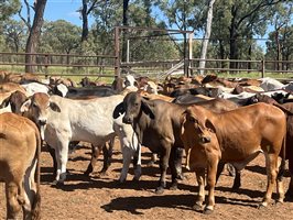 100  Brahman X Brangus Steers