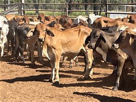 100  Brahman X Brangus Steers