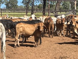 100  Brahman X Brangus Steers