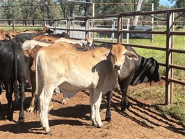 100  Brahman X Brangus Steers