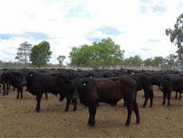 480 EU Organic MSA  Composite
 Steers