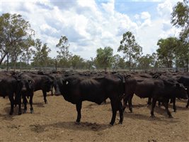 480 EU Organic MSA  Composite
 Steers