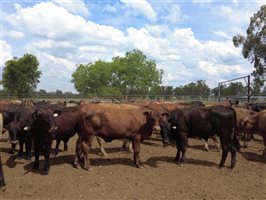 480 EU Organic MSA  Composite
 Steers