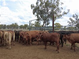 480 EU Organic MSA  Composite
 Steers