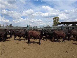 480 EU Organic MSA  Composite
 Steers