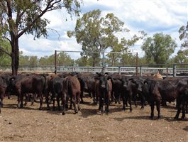 480 EU Organic MSA  Composite
 Steers