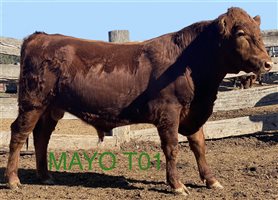 23 MSA  Red Angus Bulls