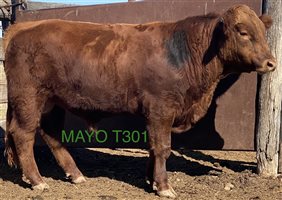 23 MSA  Red Angus Bulls