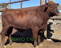 23 MSA  Red Angus Bulls