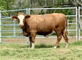 45  Simmental Heifers