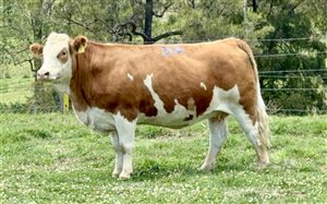 45  Simmental Heifers