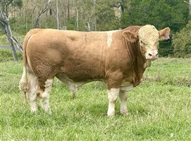 45  Simmental Heifers