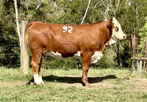 45  Simmental Heifers
