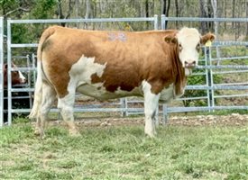 45  Simmental Heifers