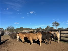 66  Brangus X Charbray Cows