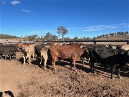 66  Brangus X Charbray Cows