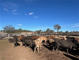 66  Brangus X Charbray Cows