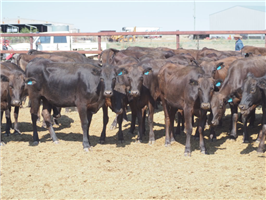 112  Wagyu Heifers