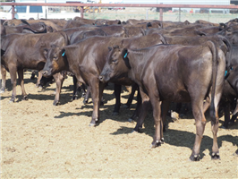 112  Wagyu Heifers
