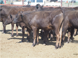 112  Wagyu Heifers